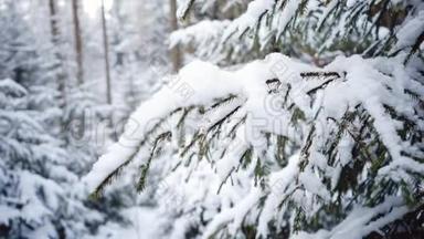 北方圣诞树特写。冬天的森林和雪堆。题词的优美背景。